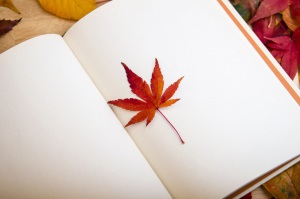 Photo d'une feuille d'érable servant de marque-page dans un livre aux feuilles blanches